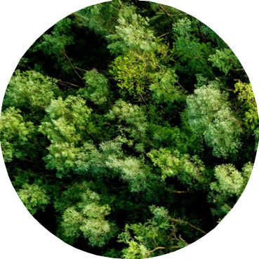 Trees Icon